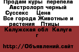 Продам куры, перепела. Австролорп черный. Суссекс. › Цена ­ 1 500 - Все города Животные и растения » Птицы   . Калужская обл.,Калуга г.